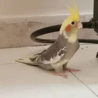 جوجه عروس هلندی نر 4 ماهه