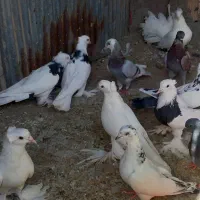 کبوتر طوقی