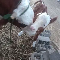 گوساله نر