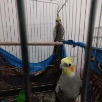دو جفت عروس هلندی دوتا سخنگو
