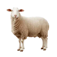 گوسفند قربانی