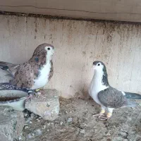 چند جفت کفتر رنگه آس