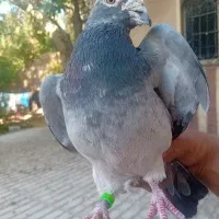 کفتر|پرنده|گناباد, |دیوار