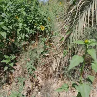 دستگاه علف بر با کارگر نیاز است