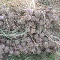 سیر فروشی