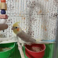 عروس هلندی نر و ماده