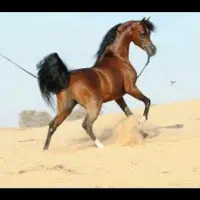 اسب سواریدار مناسب تکبندی