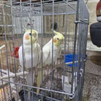 عروس هلندی