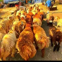 مشتری پسند/قلمآبی گوشت لذیذخوش طعم گوسفند زنده