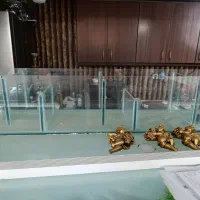 آکواریوم|ماهی|مشهد, امیریه|دیوار