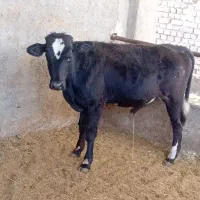 ۲۰راس‌گوساله‌سیاه‌مال‌ودورگ‌میاندوآبی
