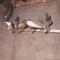 کبوتر