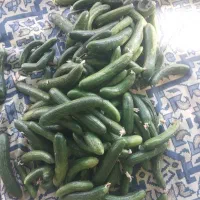 خیار سراب