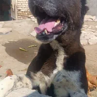 سگ ماده قلدور