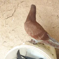 کبوتر|پرنده|اصفهان, پروین|دیوار