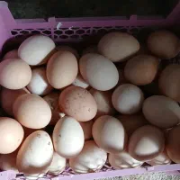 تخم مرغ و اردک محلی