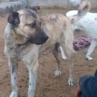 سگ سرابی