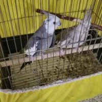 عروس هلندی مولد جوجه بزرگ کن