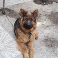 سگ ژرمن|سگ|اردبیل, |دیوار