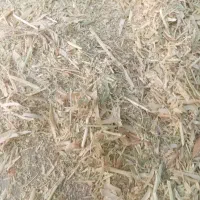 کاه عدس داری خبر بده