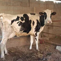 گاو شیری با گوساله ماده سیمنتال
