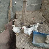 جوجه محلی