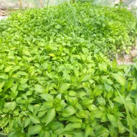 فلفل|خدمات باغبانی و درختکاری|آستانه اشرفیه, |دیوار