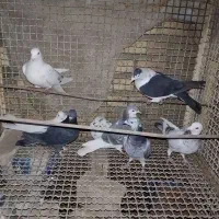 ابخوری کبوتر وتعداد ده کبوتر