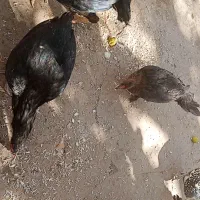 مرغ