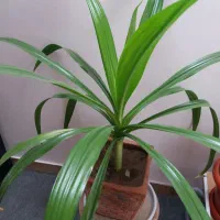 گل عنکبوتی