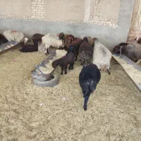 میش زایده جوان