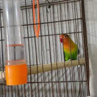 طوطی ( کوتوله ) برزیلی سالم و بازیگوش