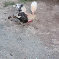 بوقلمون