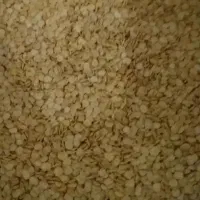 بذر فلفل دلمه ۳۰۲