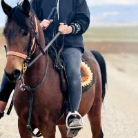 فروش مادیان چهار ب پنج شجره دار