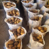 حراج سیب زمینی فقط کلی بالای ۲تن