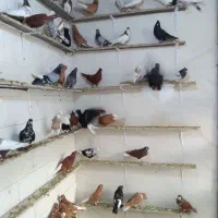پرنده فروشی گچساران