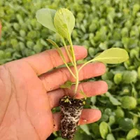 نهال گلکلم فوجیاما
