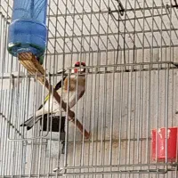 سهره|پرنده|زرقان, |دیوار