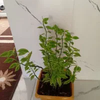 گل پدیلانتوس