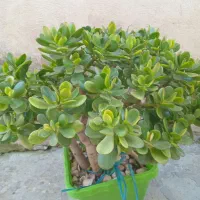 دو عدد گل با گلدان