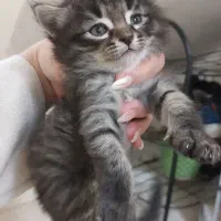 گربه dsh خوشگل و مثل پرشین مو بلند