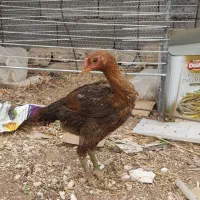 مرغ لاری اصیل