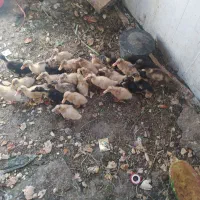 اردک مفت چون جای برای نگهداری ندارم