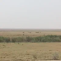 زمین  مسکونی در قلعه