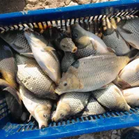 ماهی توضیح پرورشی استان مرکزی