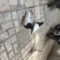 نرو ماده کله سیاه