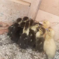 جوجه اردک اسراییلی