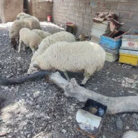 بره.