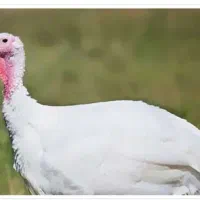 بوقلمون